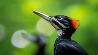 Black woodpecker with distinctive red crest and long pointed beak in close-up portrait against blurred green natural background, showing detailed feathers and eye.