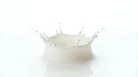 Milk splash with droplets and waves frozen in motion against white background, isolated for beverage and dairy product design use.