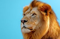 Majestic male lion with golden mane against bright blue background, close-up portrait showing strength and nobility in natural lighting.