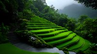 Lush green terraced rice fields on mountainside with morning mist, stone steps leading through agricultural landscape showing traditional farming methods.