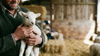 Farmer holding young white goat kid in barn setting, showcasing livestock care and rural agriculture. Male farmer with weathered hands demonstrates animal husbandry on farm.