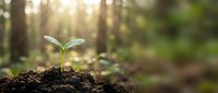 Young green seedling sprouting from rich dark soil in sunlit forest environment symbolizing new life, growth, hope and environmental conservation.