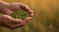 Hands holding green pumpkin seeds against blurred golden background, representing harvest, agriculture, nutrition, and organic farming for food and wellness content.