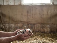 Farmer holding young piglet in hands inside barn with straw bedding and rustic wooden walls, agricultural livestock care and animal husbandry.