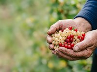 Farmer's hands holding fresh red and white currants harvested from garden, ideal for agriculture and food production concepts.