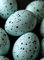Speckled bird eggs with natural brown spots clustered together in soft lighting for Easter spring nature wildlife photography projects.