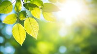 Fresh green leaves backlit by sunlight creating natural bokeh effect in spring forest. Bright nature background with copy space for environmental themes.