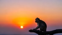 Monkey silhouette sitting on branch against vibrant orange sunset sky. Wildlife primate contemplating during golden hour twilight scene.