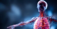Anatomical visualization showing glowing red cardiovascular system and transparent skeleton against dark background, medical science concept for healthcare education.