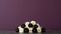 Cream and dark red chrysanthemum blooms arranged in a low cluster against a muted mauve background, suitable for floral design, event styling, and decorative arrangements.