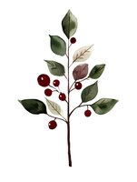 Watercolor branch with red berries and green leaves on white background, botanical art style illustration for greeting cards, wall art and home decor.
