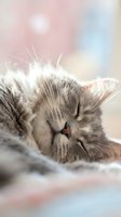 Fluffy gray tabby cat sleeping peacefully on a soft blanket, close-up portrait with dreamy bokeh background in pastel tones.