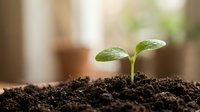 Young green seedling sprouting from dark soil with fresh leaves emerging in soft natural light for growth and development concepts.
