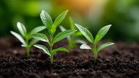 Young green seedlings emerging from rich dark soil with vibrant leaves growing in natural sunlight for agriculture and gardening concepts.