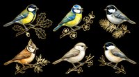 Colorful songbirds perched on delicate branches, isolated on transparent background. Ready for t-shirt designs, clipart, stickers, sublimation, print-on-demand products and digital crafts.