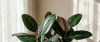 Rubber plant with glossy green leaves in modern interior setting near window with natural light creating peaceful home decor atmosphere.