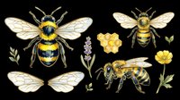 Bee and insect illustrations isolated on transparent background, ready for t-shirt design, clipart, stickers, sublimation and print-on-demand products.