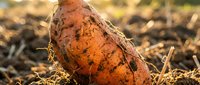 Fresh organic sweet potato with soil and roots in autumn garden ready for harvest and healthy cooking.