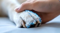 Human hand gently touching white cat paw with glowing blue digital network overlay, representing pet healthcare technology and veterinary diagnostics in modern age.
