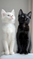 White and black kittens sitting together looking up with curiosity, contrasting colors create striking composition against light background.