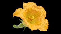 Golden yellow nasturtium flower with delicate ruffled petals and green stem, isolated on transparent background. Ready for t-shirt design, clipart, stickers, sublimation and print-on-demand projects.