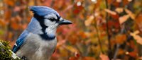 Blue jay perched on branch with vibrant autumn foliage background, perfect for seasonal wildlife photography and nature designs.