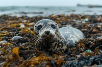 Adorable grey seal pup resting on seaweed-covered rocky beach with ocean waves in background. Marine wildlife conservation and coastal nature photography.