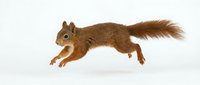 Red squirrel jumping in mid-air with fluffy tail extended, isolated on white background for wildlife and nature designs.