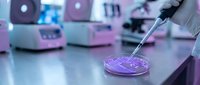 Laboratory scientist using pipette to transfer purple bacterial culture in petri dish for microbiological research and analysis in modern lab facility.