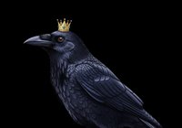 Regal black crow wearing a golden crown, isolated on transparent background. Ready for t-shirt design, stickers, clipart, print on demand, and sublimation projects.