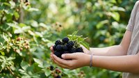 Ripe blackberries held in hand during harvest season with green foliage background, suitable for agriculture and food content.