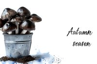 Fresh mussels in metal bucket with soil scattered around on white background. Autumn season text overlay for seafood restaurant menu design.
