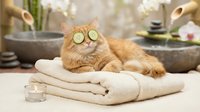 Orange tabby cat with cucumber slices on eyes relaxing at spa with towels, candles and bamboo creating peaceful wellness atmosphere for pets.