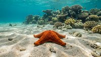 Orange starfish resting on sandy ocean floor surrounded by vibrant coral reef ecosystem in crystal clear tropical waters for marine biology education.