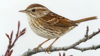 Song sparrow perched on winter branch with brown and white striped feathers, detailed side view showing distinctive markings and natural pose in soft lighting.