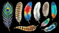 Colorful feather collection isolated on transparent background, ready for t-shirt design, stickers, clipart, sublimation, and print on demand projects.