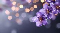 Purple cherry blossom flowers with water droplets against soft bokeh lights background for spring celebration and nature themes.