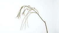 Minimalist dried grass stem with delicate seed head bending gracefully against clean white background for botanical design and natural decor projects.