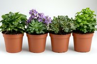 Row of potted houseplants with green foliage and purple flowers in terracotta containers on white background, including succulents and leafy plants.
