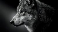 Majestic gray wolf portrait in black and white showing detailed fur texture and piercing eyes against dark background for wildlife photography projects.