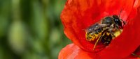 Honeybee collecting pollen from vibrant red poppy flower in garden setting with soft green background blur for nature and pollination concepts.
