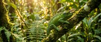Green moss covering tree branch in lush tropical rainforest with ferns and dappled sunlight filtering through canopy creating peaceful natural atmosphere.