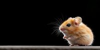 Adorable golden hamster sitting on wooden surface against black background, showing curious expression with open mouth and visible whiskers. Perfect for pet care advertising.