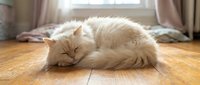 Fluffy white cat sleeping stretched out on wooden floor near window with sunlight streaming through curtains, relaxed pet resting indoors.