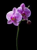 Elegant purple spotted Phalaenopsis orchid flowers with unopened bud on green stem against black background, perfect for spa or wellness designs.