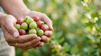Farmer's hands holding freshly harvested red and green coffee berries in palm, showcasing ripe crop ready for processing and production.