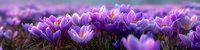Purple crocus flowers blooming in spring meadow with soft bokeh background creating dreamy floral landscape for nature and seasonal design projects.