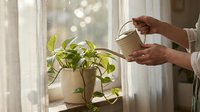 Person watering green houseplant with small watering can by sunny window. Indoor gardening and plant care routine for home decoration and wellness.