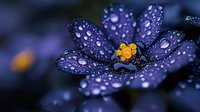 Purple wildflower with morning dew drops on petals and yellow center against dark background, macro photography showing delicate water droplets on flower.