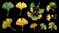 Ginkgo biloba leaves and flowers isolated on transparent background, ready for t-shirt design, clipart, stickers, sublimation, print-on-demand products and digital crafts.
